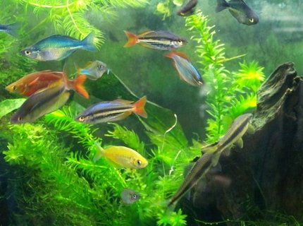 freshwater fish - melanotaenia splendida - australian rainbow stocking in 55 gallons tank - Rainbow fish freshwater fish - melanotaenia splendida - australian rainbow stocking in 55 gallons tank - Rainbow fish