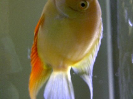 freshwater fish - heros serverus - gold severum stocking in 72 gallons tank - Friendly 6inch Gold Severum. He was the size of a quarter when I got him. He eats everything and likes to watch TV when I have it on. freshwater fish - heros serverus - gold severum stocking in 72 gallons tank - Friendly 6inch Gold Severum. He was the size of a quarter when I got him. He eats everything and likes to watch TV when I have it on.