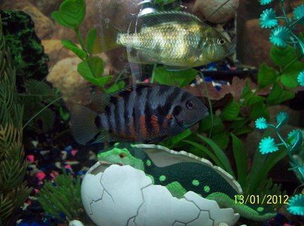 freshwater fish - archocentrus nigrofasciatus - black convict cichlid stocking in 55 gallons tank - Convict Cichlid, with Venustrus freshwater fish - archocentrus nigrofasciatus - black convict cichlid stocking in 55 gallons tank - Convict Cichlid, with Venustrus