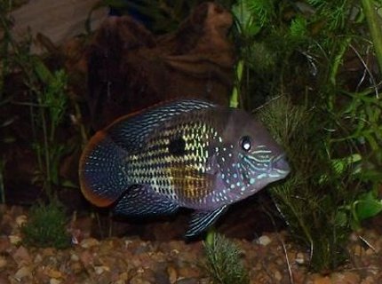 freshwater fish - aequidens rivulatus - green terror stocking in 150 gallons tank - green terror freshwater fish - aequidens rivulatus - green terror stocking in 150 gallons tank - green terror
