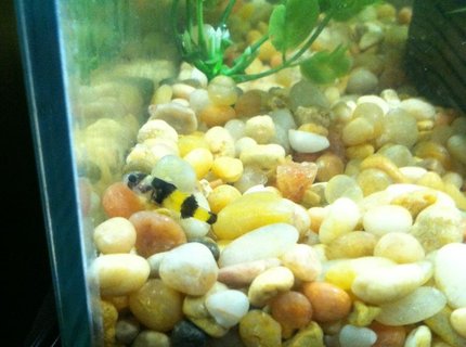 freshwater fish - brachygobius doriae - bumble bee goby stocking in 10 gallons tank - My Bumble Bee Goby freshwater fish - brachygobius doriae - bumble bee goby stocking in 10 gallons tank - My Bumble Bee Goby