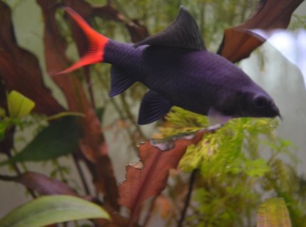 freshwater fish - epalzeorhynchos bicolor - redtail shark stocking in 120 gallons tank - Red-tailed black shark (Epalzeorhynchos bicolor), also known as the redtail shark and Labeo bicolor freshwater fish - epalzeorhynchos bicolor - redtail shark stocking in 120 gallons tank - Red-tailed black shark (Epalzeorhynchos bicolor), also known as the redtail shark and Labeo bicolor