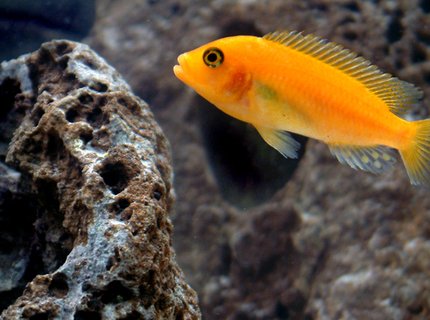 freshwater fish - pseudotropheus estherae - red zebra cichlid stocking in 55 gallons tank - Red Zebra freshwater fish - pseudotropheus estherae - red zebra cichlid stocking in 55 gallons tank - Red Zebra