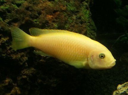 freshwater fish - pseudotropheus estherae - red zebra cichlid stocking in 75 gallons tank - Red zebra cichlid freshwater fish - pseudotropheus estherae - red zebra cichlid stocking in 75 gallons tank - Red zebra cichlid
