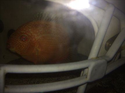 freshwater fish - heros efasciatus - red spot severum stocking in 75 gallons tank - Gold Red Spotted Severum hiding in football helmet. freshwater fish - heros efasciatus - red spot severum stocking in 75 gallons tank - Gold Red Spotted Severum hiding in football helmet.