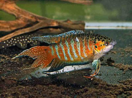 freshwater fish - macropodus opercularis - blue paradise stocking in 36 gallons tank - Paradise Gourami freshwater fish - macropodus opercularis - blue paradise stocking in 36 gallons tank - Paradise Gourami