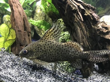 freshwater fish stocking in 60 gallons tank - Synodontis eupterus freshwater fish stocking in 60 gallons tank - Synodontis eupterus