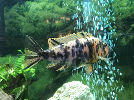 freshwater fish stocking in 60 gallons tank - Orange Blossom freshwater fish stocking in 60 gallons tank - Orange Blossom