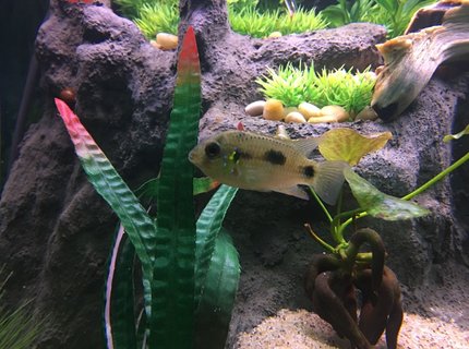 freshwater fish stocking in 75 gallons tank - African Butterfly Cichlid freshwater fish stocking in 75 gallons tank - African Butterfly Cichlid