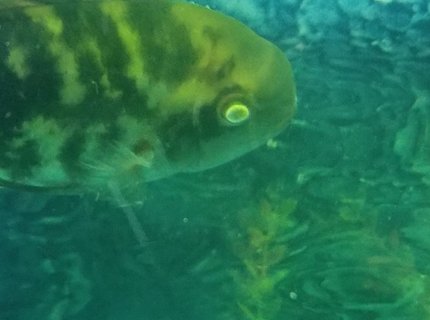 freshwater fish stocking in 75 gallons tank - My fish with white eyes freshwater fish stocking in 75 gallons tank - My fish with white eyes