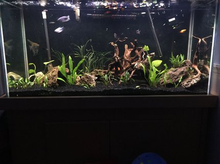 freshwater fish stocking in 90 gallons tank - Lava rock more plants freshwater fish stocking in 90 gallons tank - Lava rock more plants