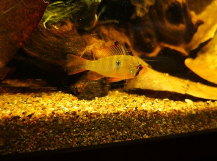 freshwater fish stocking in 47 gallons tank - Mikrogeophagus ramirezi, after 3.5 weeks, still coloring out freshwater fish stocking in 47 gallons tank - Mikrogeophagus ramirezi, after 3.5 weeks, still coloring out