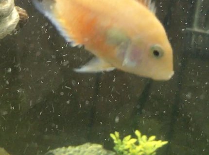 freshwater fish stocking in 150 gallons tank - Cupcake freshwater fish stocking in 150 gallons tank - Cupcake