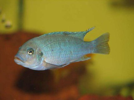 freshwater fish - pseudotropheus estherae - red zebra cichlid stocking in 50 gallons tank - Metriaclima Estherae - Male freshwater fish - pseudotropheus estherae - red zebra cichlid stocking in 50 gallons tank - Metriaclima Estherae - Male