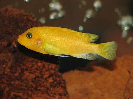 freshwater fish - pseudotropheus estherae - red zebra cichlid stocking in 50 gallons tank - Metriaclima Estherae - Female freshwater fish - pseudotropheus estherae - red zebra cichlid stocking in 50 gallons tank - Metriaclima Estherae - Female