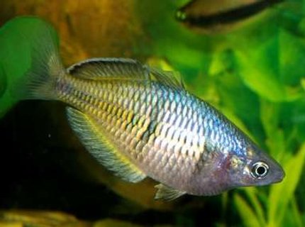 freshwater fish - melanotaenia boesemani - boesemani rainbow stocking in 40 gallons tank - Male Boesami Rainbow Displaying freshwater fish - melanotaenia boesemani - boesemani rainbow stocking in 40 gallons tank - Male Boesami Rainbow Displaying
