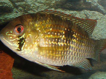 freshwater fish - aequidens pulcher - blue acara stocking in 101 gallons tank - Aequidens pulcher freshwater fish - aequidens pulcher - blue acara stocking in 101 gallons tank - Aequidens pulcher