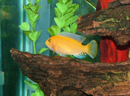 freshwater fish - pseudotropheus estherae - red zebra cichlid stocking in 55 gallons tank - My name is Crush and im a Red Zebra Cichlid. I may be small but I pack a mean punch and the rest of the dummies in my school pretty much leave me alone. freshwater fish - pseudotropheus estherae - red zebra cichlid stocking in 55 gallons tank - My name is Crush and im a Red Zebra Cichlid. I may be small but I pack a mean punch and the rest of the dummies in my school pretty much leave me alone.