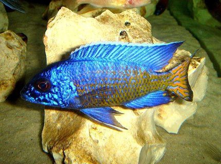 freshwater fish - aulonocara stuartgranti - ngara flametail stocking in 20 gallons tank - Ngara Flametail freshwater fish - aulonocara stuartgranti - ngara flametail stocking in 20 gallons tank - Ngara Flametail