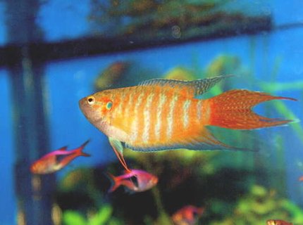 freshwater fish - macropodus opercularis - blue paradise stocking in 55 gallons tank - Gourami freshwater fish - macropodus opercularis - blue paradise stocking in 55 gallons tank - Gourami