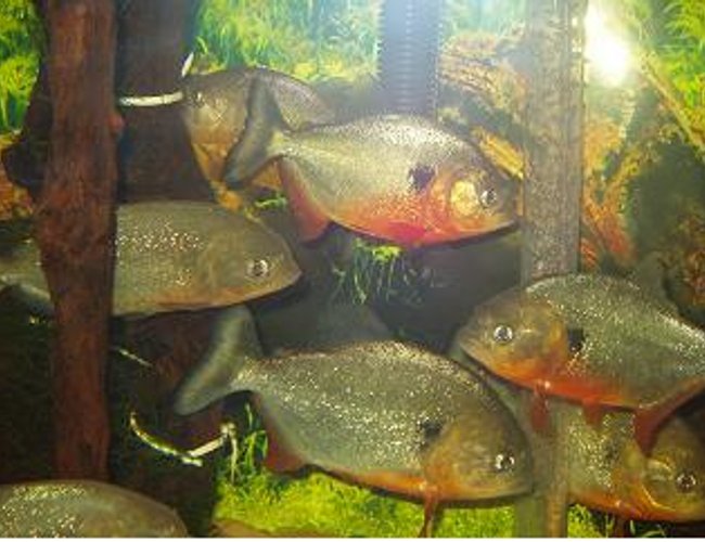 freshwater fish - pygocentrus nattereri - redbellied pirhana freshwater fish - pygocentrus nattereri - redbellied pirhana