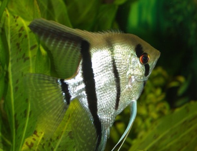 freshwater fish - pterophyllum sp. - silver zebra angel freshwater fish - pterophyllum sp. - silver zebra angel