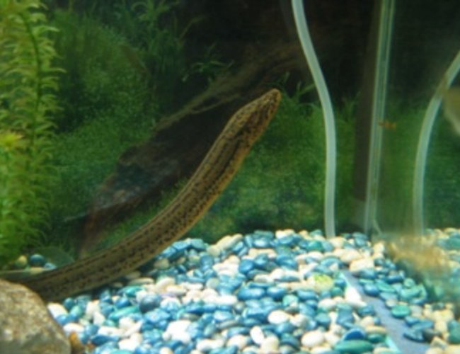 freshwater fish - erpetoichthys calabaricus - rope fish freshwater fish - erpetoichthys calabaricus - rope fish