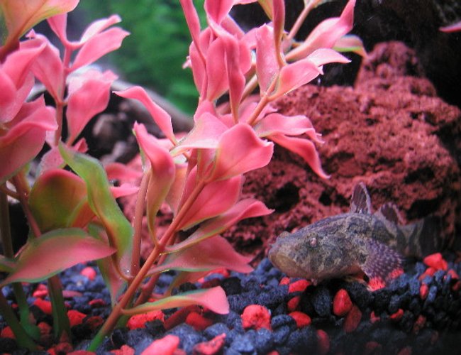 freshwater fish - neovespicula depressifrons - dusky panther goby - ...actually a brackish fish freshwater fish - neovespicula depressifrons - dusky panther goby - ...actually a brackish fish