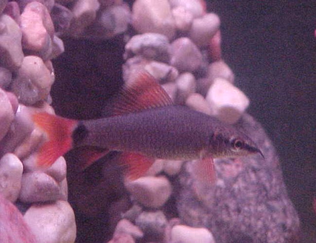 freshwater fish - botia modesta - redtail botia loach freshwater fish - botia modesta - redtail botia loach