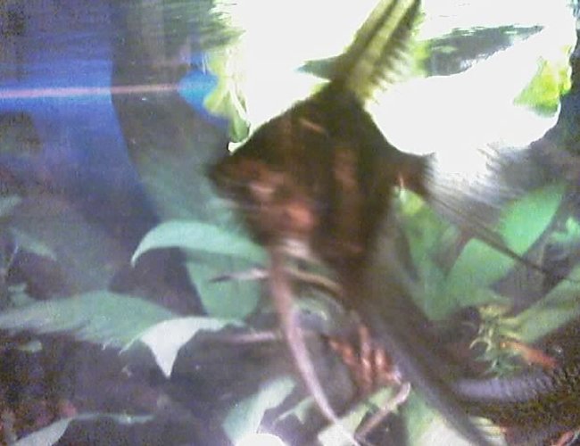 freshwater fish - pterophyllum altum - altum angel- true wild strain - I have about 75 freshwater tanks. I breed Angelfish of all varietys, albino plecos, and many types of guppies. I am also currently breeding red brick and red velvet swords. freshwater fish - pterophyllum altum - altum angel- true wild strain - I have about 75 freshwater tanks. I breed Angelfish of all varietys, albino plecos, and many types of guppies. I am also currently breeding red brick and red velvet swords.