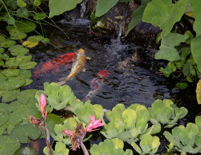 freshwater fish - cyprinus carpio - koi freshwater fish - cyprinus carpio - koi