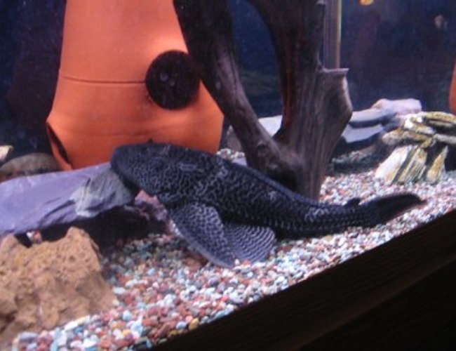 freshwater fish - glyptoperichthys gibbiceps - sailfin pleco (l-83) - My big pleco. freshwater fish - glyptoperichthys gibbiceps - sailfin pleco (l-83) - My big pleco.