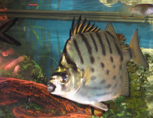 freshwater fish - scatophagus argus - ruby scat stocking in 55 gallons tank - BIG scat fish freshwater fish - scatophagus argus - ruby scat stocking in 55 gallons tank - BIG scat fish