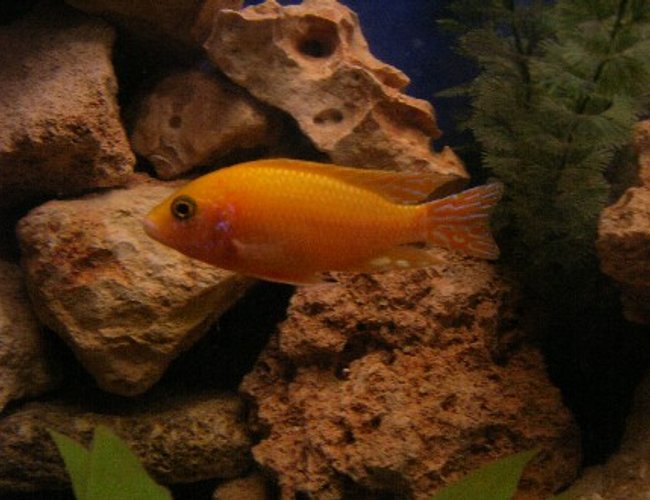 freshwater fish - aulonocara sp. - dragon blood peacock stocking in 100 gallons tank - Aulonocara freshwater fish - aulonocara sp. - dragon blood peacock stocking in 100 gallons tank - Aulonocara