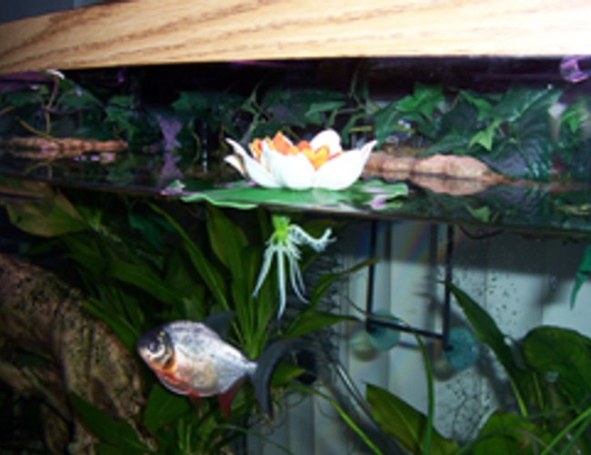 freshwater fish - pygocentrus nattereri - redbellied pirhana stocking in 46 gallons tank - Here IS The Pacu freshwater fish - pygocentrus nattereri - redbellied pirhana stocking in 46 gallons tank - Here IS The Pacu