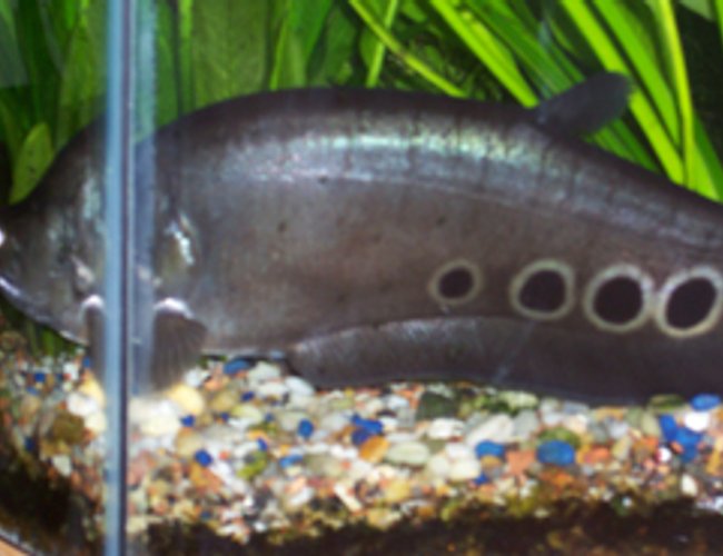 freshwater fish - notopterus chitala - clown knife fish stocking in 46 gallons tank - Here is the Knive fish, after making a cameo role on the main picture (he is behind the Log, you can see his dorsal fin). I was able to drive him out of his cubby hole for a picture. freshwater fish - notopterus chitala - clown knife fish stocking in 46 gallons tank - Here is the Knive fish, after making a cameo role on the main picture (he is behind the Log, you can see his dorsal fin). I was able to drive him out of his cubby hole for a picture.