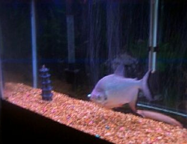 freshwater fish - colossoma brachypomus - pacu stocking in 55 gallons tank - Pacu freshwater fish - colossoma brachypomus - pacu stocking in 55 gallons tank - Pacu