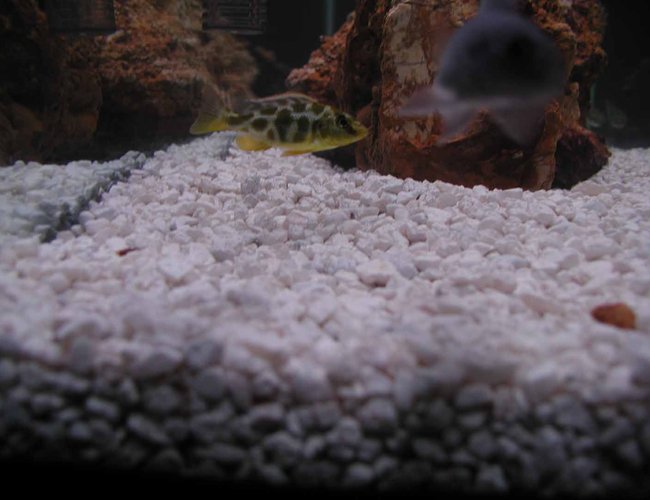 freshwater fish - nimbochromis livingstonii - livingstoni stocking in 55 gallons tank - livingstoni and I dont know what the other one is called. freshwater fish - nimbochromis livingstonii - livingstoni stocking in 55 gallons tank - livingstoni and I dont know what the other one is called.