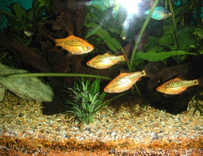 freshwater fish - puntius sachsii - gold barb stocking in 21 gallons tank - Golden Barbs freshwater fish - puntius sachsii - gold barb stocking in 21 gallons tank - Golden Barbs