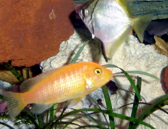 freshwater fish - pseudotropheus estherae - red zebra cichlid freshwater fish - pseudotropheus estherae - red zebra cichlid