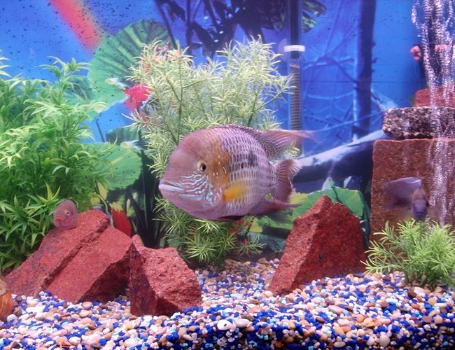 freshwater fish - thorichthys meeki - firemouth cichlid freshwater fish - thorichthys meeki - firemouth cichlid