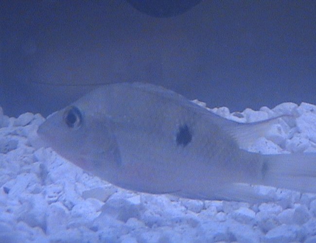 freshwater fish - thorichthys meeki - firemouth cichlid freshwater fish - thorichthys meeki - firemouth cichlid