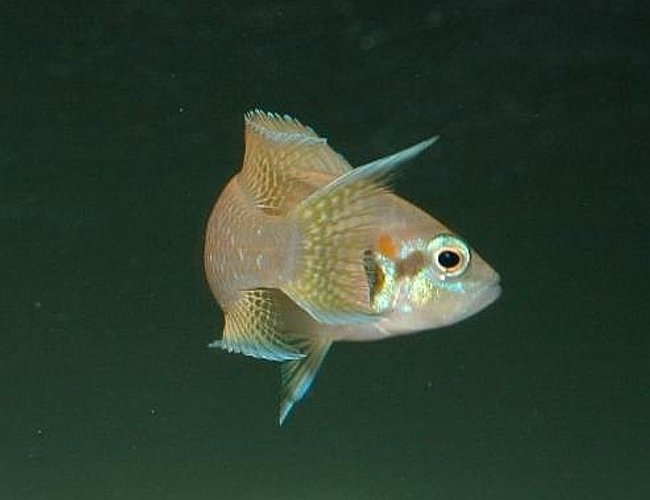 freshwater fish - neolamprologus brichardi - brichardi cichlid - Neolamprologus brichardi making a sharp turn, eye always on the camera disturbing his space. freshwater fish - neolamprologus brichardi - brichardi cichlid - Neolamprologus brichardi making a sharp turn, eye always on the camera disturbing his space.