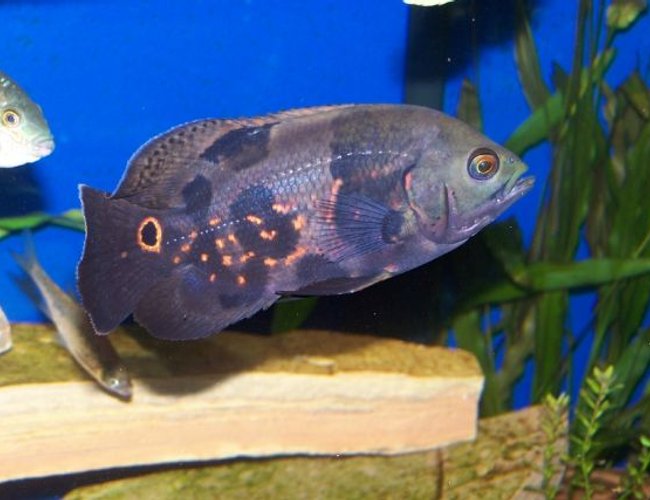 freshwater fish - astronotus ocellatus - tiger oscar stocking in 125 gallons tank - one of my oscars in a 125 gal south american tank. freshwater fish - astronotus ocellatus - tiger oscar stocking in 125 gallons tank - one of my oscars in a 125 gal south american tank.