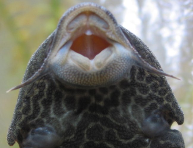 freshwater fish - glyptoperichthys gibbiceps - sailfin pleco (l-83) stocking in 55 gallons tank - pl*co- up close freshwater fish - glyptoperichthys gibbiceps - sailfin pleco (l-83) stocking in 55 gallons tank - pl*co- up close