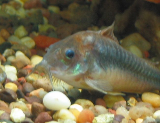 freshwater fish - brochis splendens - emerald green cory cat stocking in 55 gallons tank - emerald cory freshwater fish - brochis splendens - emerald green cory cat stocking in 55 gallons tank - emerald cory