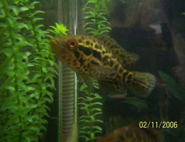 freshwater fish - nandopsis managuense - managuense cichlid stocking in 55 gallons tank - my proud father. freshwater fish - nandopsis managuense - managuense cichlid stocking in 55 gallons tank - my proud father.