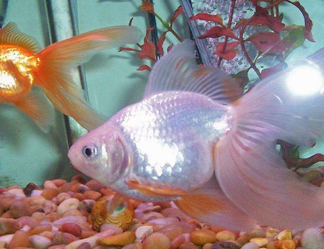 freshwater fish - carassius auratus - ryukin goldfish stocking in 80 gallons tank - My two little pigs. freshwater fish - carassius auratus - ryukin goldfish stocking in 80 gallons tank - My two little pigs.