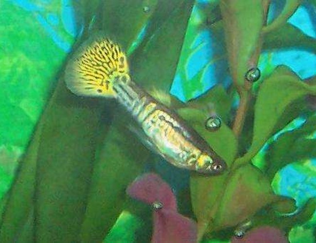 freshwater fish - poecilia reticulata - blue cobra guppy stocking in 80 gallons tank - My past guppy I raised. A yellow snake skin male. freshwater fish - poecilia reticulata - blue cobra guppy stocking in 80 gallons tank - My past guppy I raised. A yellow snake skin male.