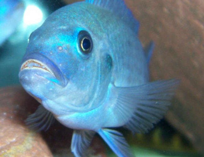 freshwater fish - metriaclima callainos - cobalt blue zebra cichlid stocking in 75 gallons tank - Male metriaclima callainos. freshwater fish - metriaclima callainos - cobalt blue zebra cichlid stocking in 75 gallons tank - Male metriaclima callainos.